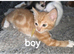 Ginger kitten