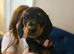 Beautiful Mini Dachshund Puppies Looking For Their Forever Homes