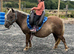 Stunning Silver Dapple Standard Shetland Mare Rising 4Yo Kids Pony