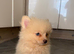 Pomeranian puppies