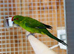 Kakaraki parrot