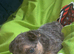 3 visible fluffy male puppies frenchies for sale !!