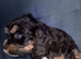 4 cockapoo puppies for rehoming