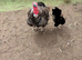 Bronze Turkey stag