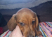 Miniature dachshund 3 males 1 female