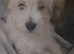 Havanese 5 week old puppy