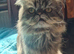 2 beutiful male Persians