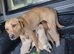 Fox reds and golden puppies