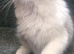 Persian cross Ragdoll male