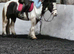14.2 Super fun SJ/XC/PC pony.