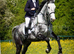 17.2 ISH gelding