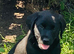 Black puppy