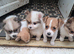 Jackpom puppies