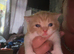 2 ginger and white kittens (last 2)