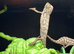 Baby panther chameleons