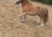 Silver bay dappled filly