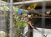Zebra finches for sale
