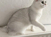 BSH top Silver Shaded Lady of love