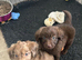 Goldendoodle puppies - Ready to go this weekend