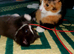 Cute, playful, lovely kitten &pound;200