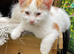 Kittens ready now to loving indoor homes only