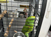 Semi tame Yallow-crowned Amazon for sell
