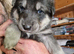 Really Beautiful tri colour German Shepherd puppies.