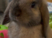 Beautiful Mini Lop Kits