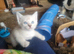 3 x Half bengal kittens for sale