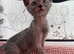 Pedigree Lykoi Kittens