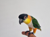 Super Tame Black Headed DNA Male Caique