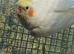 for sale ringnecks £200 each semi tame and cockatiels £80 each