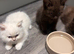 Cute kittens ready now