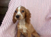 Last boy left golden cocker spaniel