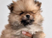 XX SMALL LITTLE POMERANIAN