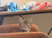 Kitten
