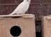 Male Albino Cockatiel