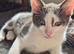 3 boy kittens looking for forever home