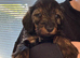 Miniature Dachshunds