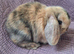 Two stunning mini lops for sale