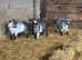 Pygmy Goat Wethers