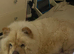 Chow chow puppy&rsquo;s
