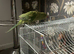indian ringneck with cage