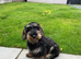 2 Dachshunds Free to good Home -Wirehaired Standard + Kaninchen Wirehaired Dachshunds