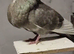 4 pigeons