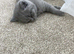 Beautiful British Shorthair Kittens &ndash; Lilac & Blue &ndash; Ready for Their Forever Homes