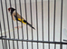 Siberian goldfinch