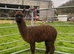 Trio of Young Female Pet Alpacas
