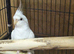 Cockateils
