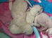 Ragdoll seal point kittens born 19/07/26